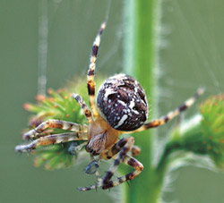 Gartenkreuzspinne