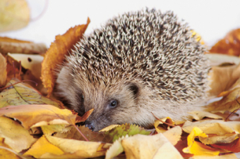 Igel im Winterschlaf