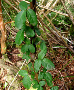 Chamäleon-Kletterpflanze