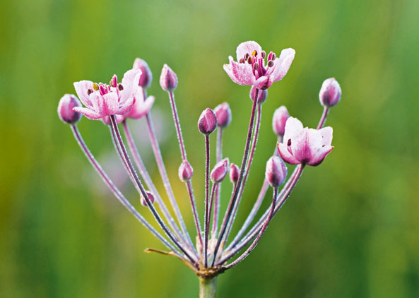 Die Schwanenblume ist die Blume des Jahres