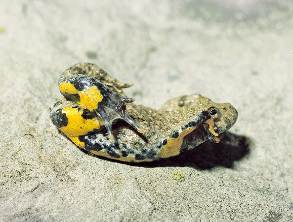 Abwehrverhalten der Gelbbauchunke