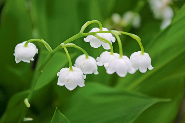 Blüten des Maiglöckchens