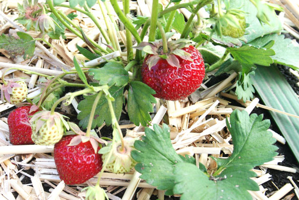 Im Juni werden die ersten Erdbeeren geerntet