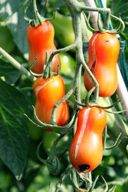 Blütenendfäule bei Tomaten durch Calciummangel