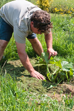 Mulch im Garten - Mulchschicht schützt den Boden vor Witterungseinflüssen