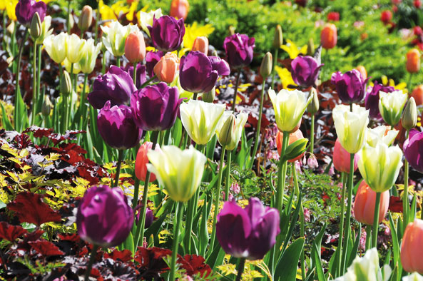 Biologische Zwiebelblumen