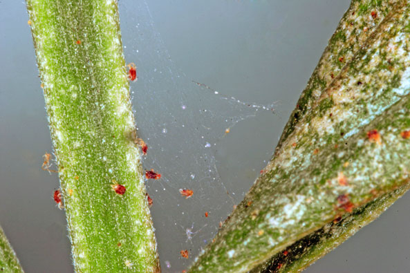 Spinnmilben an Zimmerpflanzen