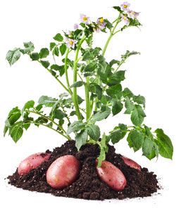 Kartoffelanbau im eigenen Garten