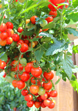 Tomate ‘Lizzano’ F1