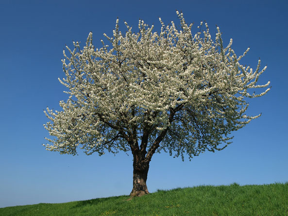 Blütenreiche Vogelkirsche