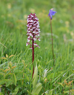 Orchidee - Orchis purpurea