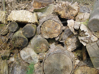 Totholz - Lebensraum von Gartenbewohnern