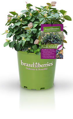 BrazelBerries