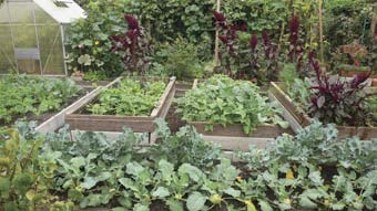 Wer Gemüse und Obst aus dem eigenen Garten verzehrt, vermeidet Klimagase