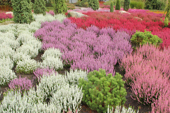 Heidepflanzen der Gardengirls-Linie