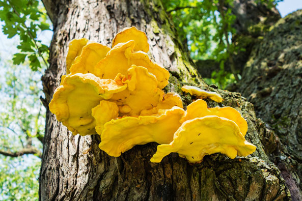 Was wächst auf meinem Baum? Seite 2