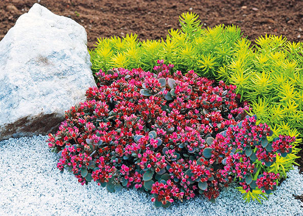 Sedum - Sun Sparkler Sedoro Blue Elf