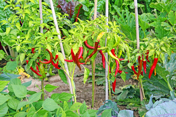 Chilis und Paprika im Freiland kultivieren