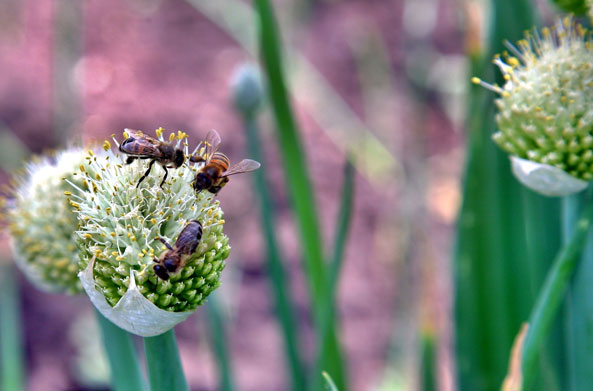 Blühende Zwiebeln für Bienen