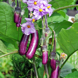 Mini-Aubergine ‘AuberGini’