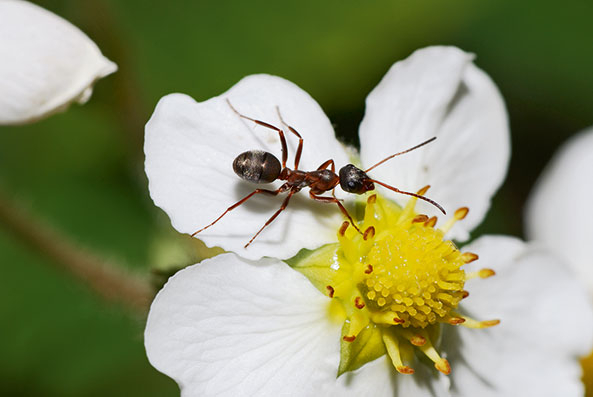 Bestäuber - Ameisen