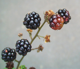 Brombeer­gallmilbe