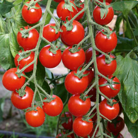 Bio-Tomate ‘Bartelly’ F1