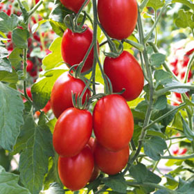 Bio-Tomate ‘Bolstar Sensatica’ F1