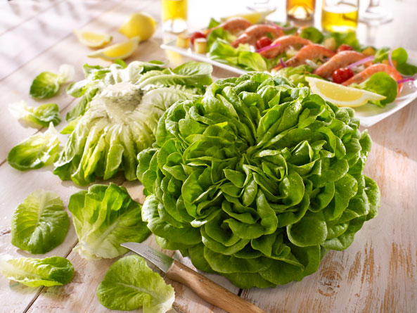 Salat ‘Salanova grün’
