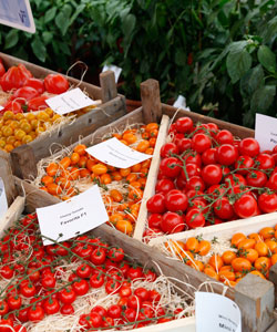 Tomaten-Sorten zum Verkosten