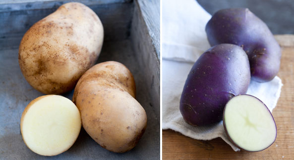 Kartoffel-Sorten ‘Sarpo Shona’ und ‘Blue Danube’