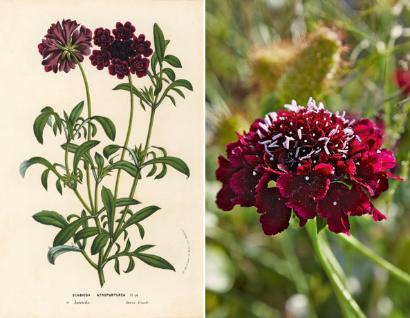Historische Zierpflanzen - Witwenblume