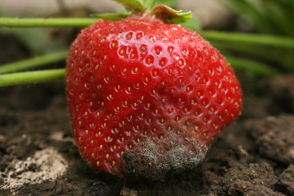 Grauschimmel an Erdbeeren
