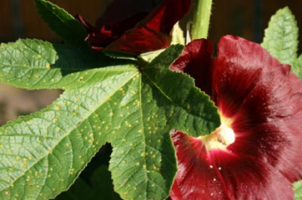 Stockrose mit Rostpilz