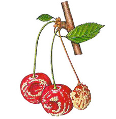 Monilia Fruchtfäule
