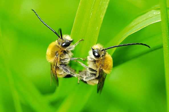 Langhornbienen
