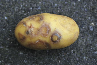 Symptome des Kartoffel-Y-Virus