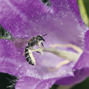 Die richtigen Pflanzen für Wildbienen