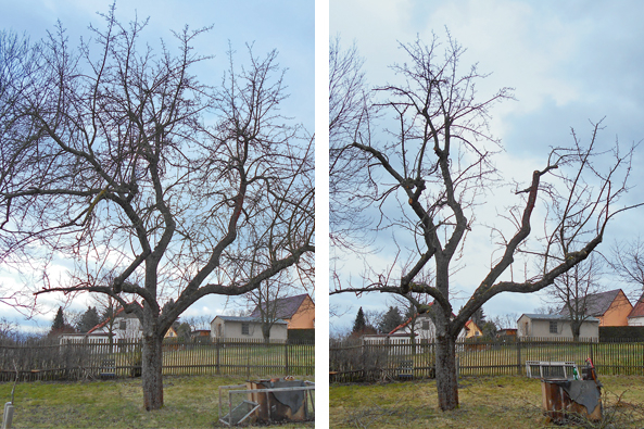 Apfelbaum vor und nach dem Beschnitt