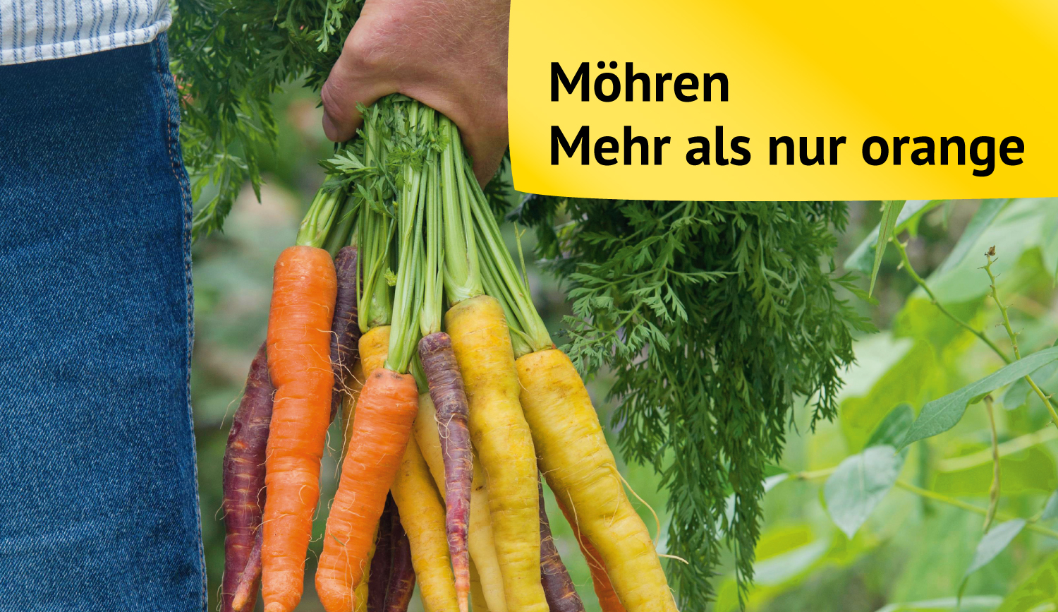 Möhren... bunte Vielfalt!