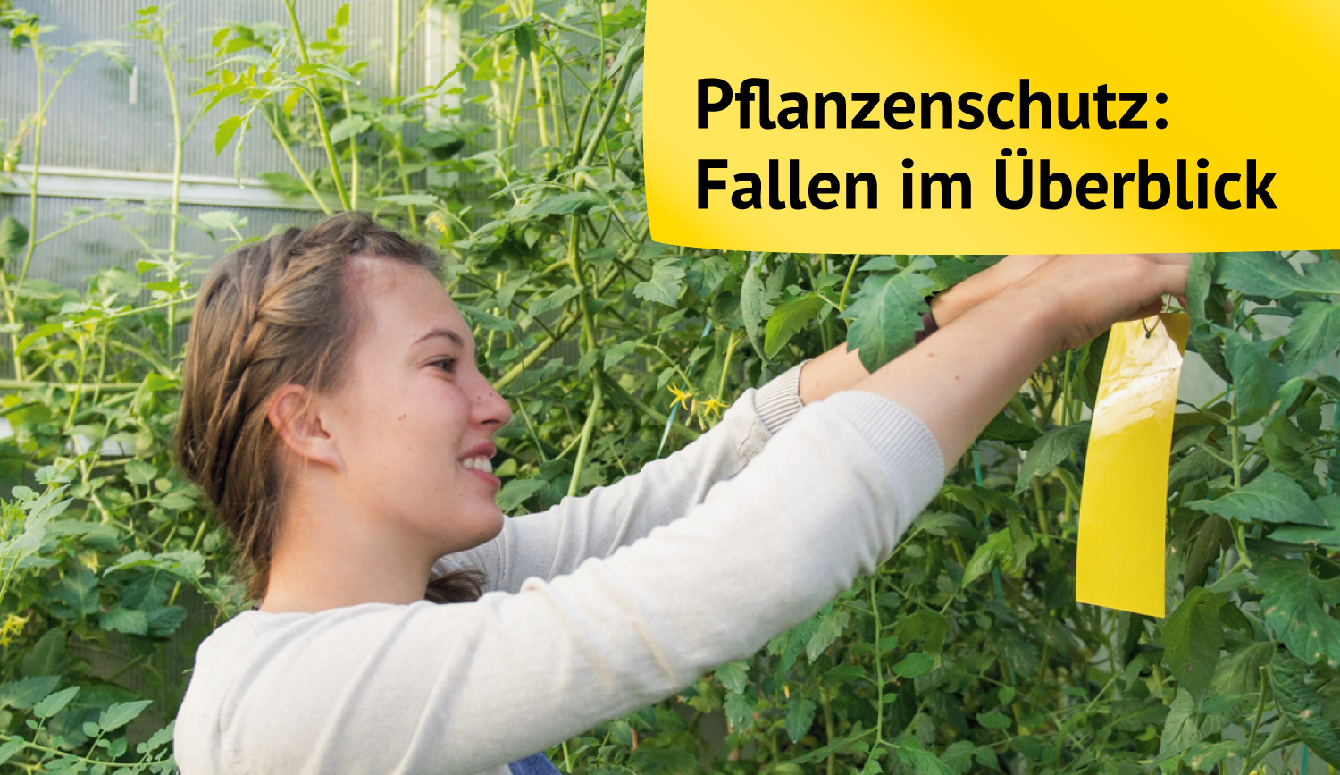 Pflanzenschutz mit Fallen und Tafeln