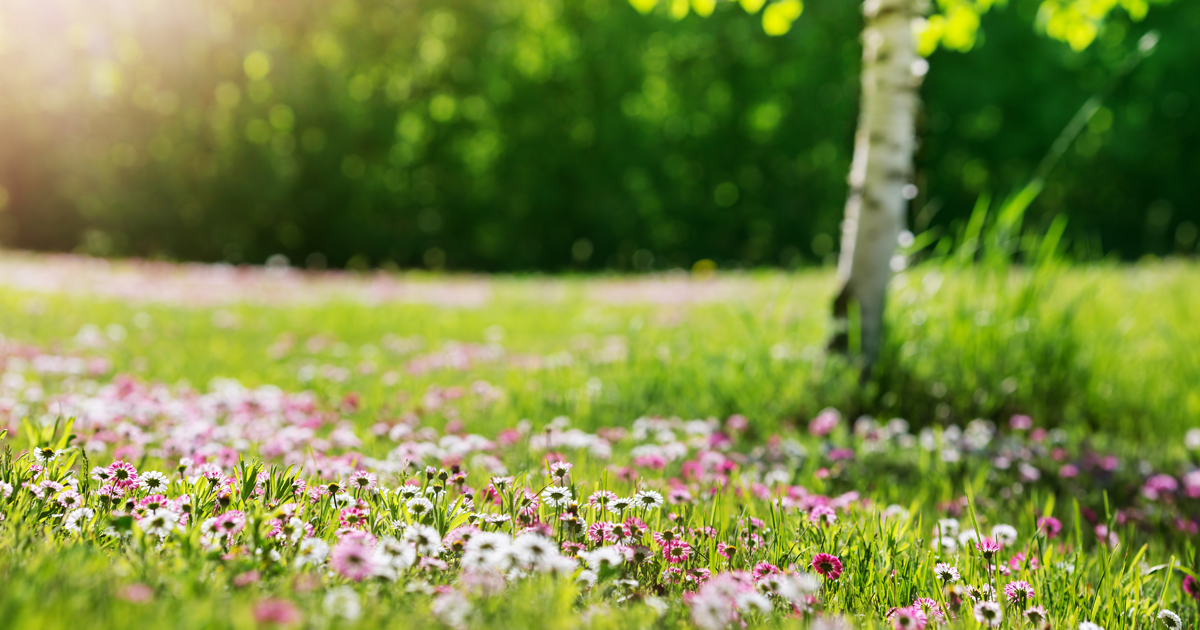 Blumen und Kräuterrasen