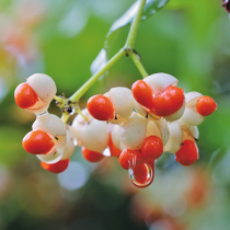 Was liegt an im November? Was liegt an im November?