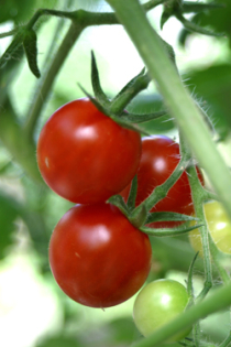 Tomaten: Stress erhöht die Fruchtqualität