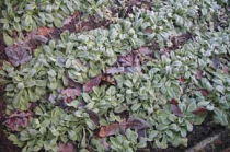Feldsalat anbauen ohne lästiges Unkraut
