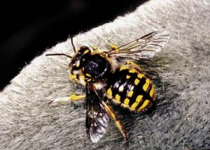 Wildbienen: Wichtige Bestäuber brauchen Hilfe