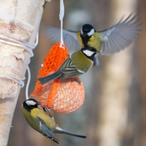 Wie Sie Vögeln helfen können, den Winter zu überstehen