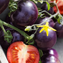 Neue Tomatensorten
