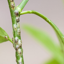 Pflanzenschutztipp: Kübelpflanzen auf Schädlinge kontrollieren