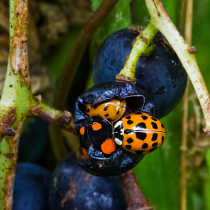 Pflanzenschutztipp: Asiatische Marienkäfer an Weintrauben